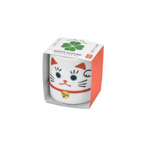 Beckoning Cat White Clover Lucky Plant