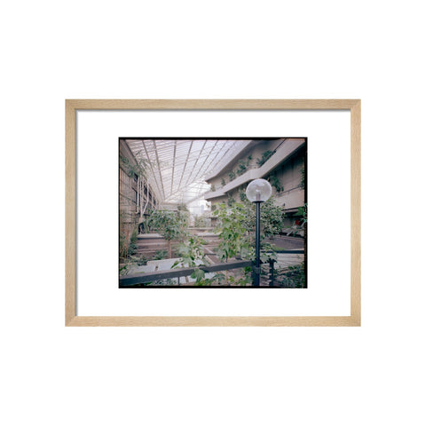Photograph inside the Barbican Conservatory by Peter Bloomfield
